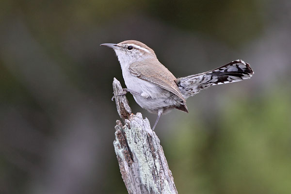 Bewicks Wren © Russ Chantler